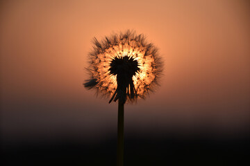 逆光で輝くタンポポの綿毛