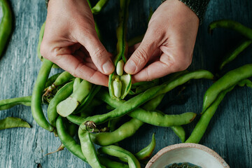 man takes some broad beans out of its pod - 763156679