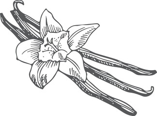 Vanilla spice sketch. Natural aroma plant with flower
