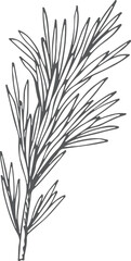 Rosemary branch sketch. Aroma herb. Hand drawn plant