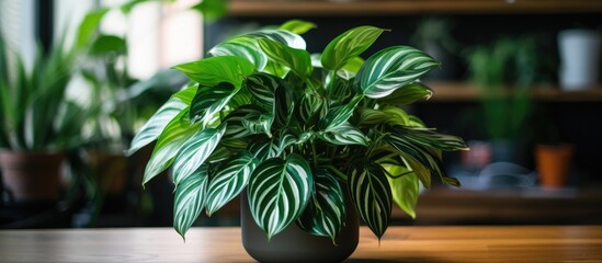 A houseplant in a flowerpot sits on a wooden table, adding greenery to the room. The terrestrial plant brings life to the space