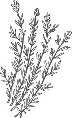 Thyme sketch. Hand drawn herb. Botanical illustration