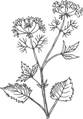 Herb sketch. Botanical illustration. Aroma spicy plant