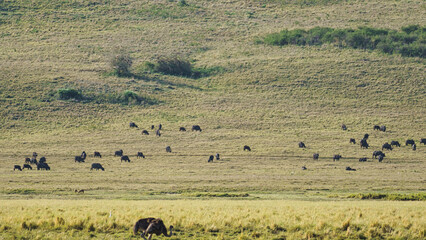 Ngorongoro crater national park panorama with wildlife animals Africa Tanzania