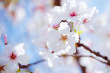 blossom in spring nature concept background.