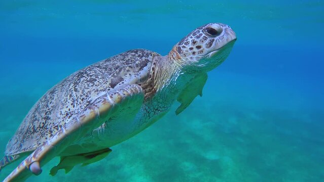 Close-up of Sea turtle with remorafish under shell swims up to surface of blue water and taking breath, Split level. Great Green Sea Turtle (Chelonia mydas)