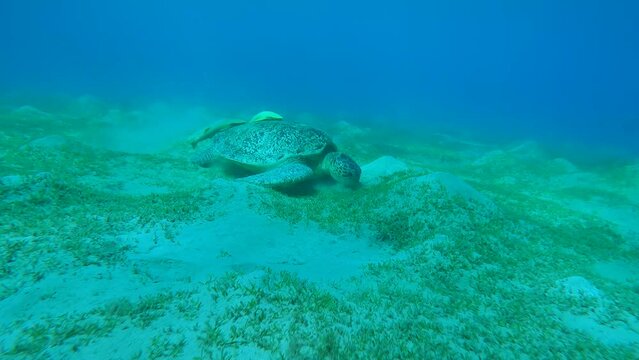 Sea turtle greedily eats green sea grass on hilly seagrass meadow, Slow motion. Moving forward approaching Great Green Sea Turtle (Chelonia mydas)