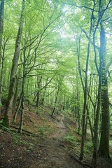 Beautiful natural landscape. The forest thicket since the summer season.