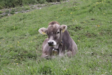 Alpenkuh