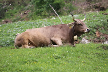 Kuh mit Hörnern