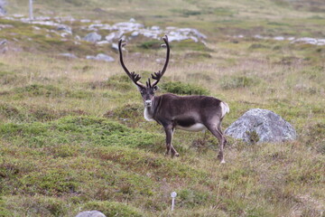 Caribou in the wild