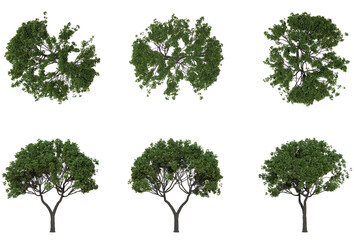 Set Of Trees Front And Top View Closeup Transparent Background