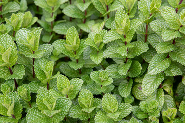 peppermint plant close up green background