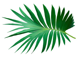 Naklejka na ściany i meble Vector palm tree leaf