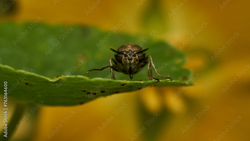 Wall mural black and yellow insect, fly sierra del sen del campo adurgoa gonagra