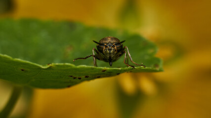 Black and yellow insect, Fly Sierra del Sen del Campo Adurgoa gonagra © DiazAragon
