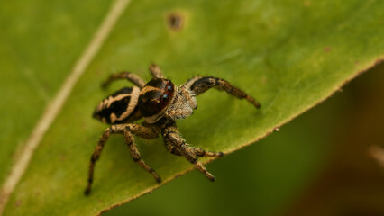 A yellow and black spider perched on a branch