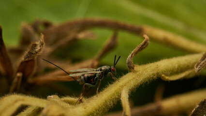 Full profile details of a fly with red eyes