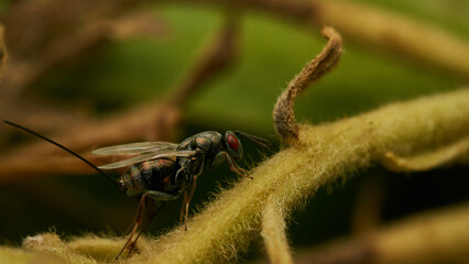 Full profile details of a fly with red eyes