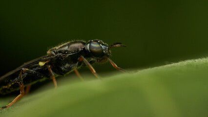 Black and yellow insect, Fly Sierra del Sen del Campo Adurgoa gonagra © DiazAragon