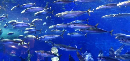 A school of fish swims underwater. A school of fish in an aquarium video. Underwater life of fish....