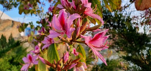 Beautiful flowering Bauhinia tree in Spain. Bauhinia purpurea blooms. Bauhinia blakeana.Beautiful pink flowers. Floral nature background.