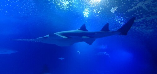 Shark saw. Shark in the aquarium. Pristiophoridae, Pristiophoriformes. Shark saw underwater...