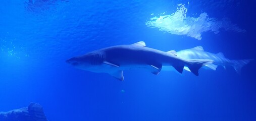 Shark in the aquarium. White shark underwater close-up. Oceanarium in Valencia in Spain. Diving...
