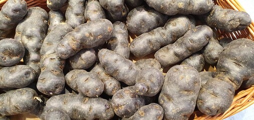 Black potatoes or purple potatoes close-up. Potato varieties Vitelotte, Vitelotte Noire, Négresse,...
