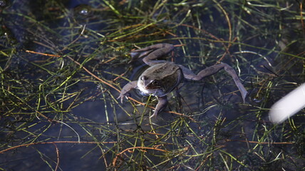 Frogs breeding in a pond