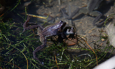 Frogs breeding in a pond
