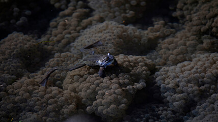 Frogs breeding in a pond