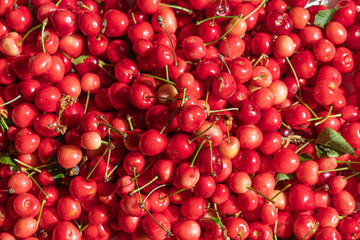 Selective focus of sweet cherries. Red fruits rich in vitamins and healthy. Cherry picking