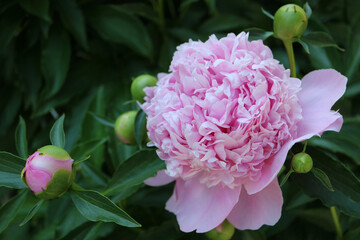 Pink Peony With Buds