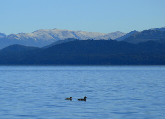 Obraz premium Patos en medio de un lago en Bariloche 
