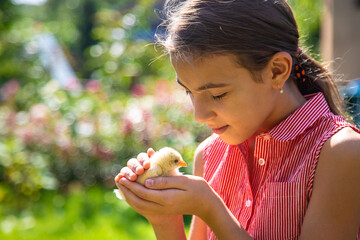 A child plays with a chicken. Selective focus. © yanadjan