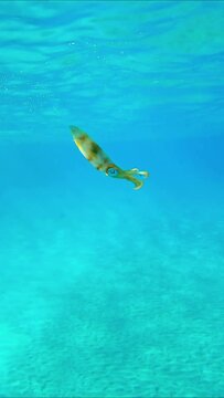 Close up of baby calamar swims in blue water sparkling in bright sunrays, Vertical video, Slow motion. Newborn Bigfin reef squid or Oval squid (Sepioteuthis lessoniana) floating in turquoise Ocean 