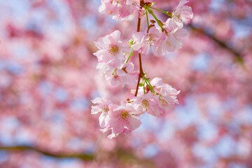 Obraz premium sakura blossom on the sunny spring day close-up