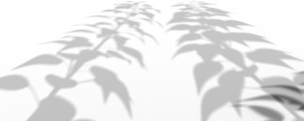 3D Render Plant And Tree Shadow