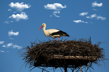 White stork in the nest