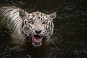Close up image of White Tiger face isloated on jungle background