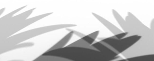 Abstract Palm Leaf Shadows on White Background