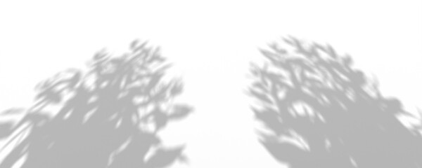 Obraz premium Abstract tree leaf shadows on a white background