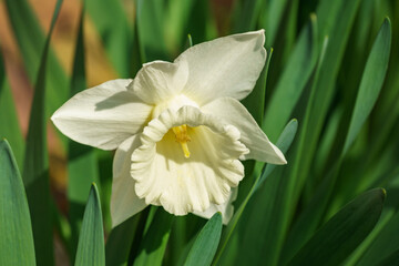 Close-up of beautiful white narcissus flower Trumpet Narcissus Daffodil Mount Hood. Springtime landscape, fresh wallpaper, nature concept