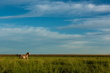Naklejka premium Horses in the Argentine coutryside, La Pampa province, Patagonia, Argentina.