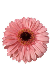 flor salmon de gerbera