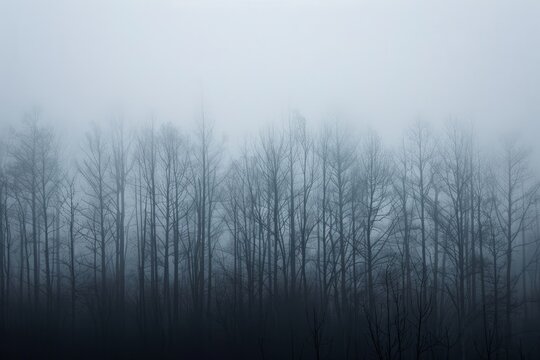 A foggy forest with dense trees creating a mysterious and spooky atmosphere
