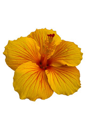 flor amarilla y roja de hibiscus