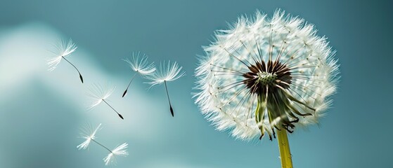 Macro Blow ball. Dandelion with multiply seeds on sky background - obrazy, fototapety, plakaty