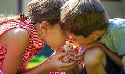 A child plays with a chicken. Selective focus.